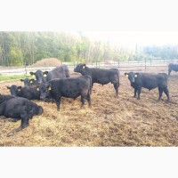 Телята бычки Абердин-Ангус от 6 мес на откорм