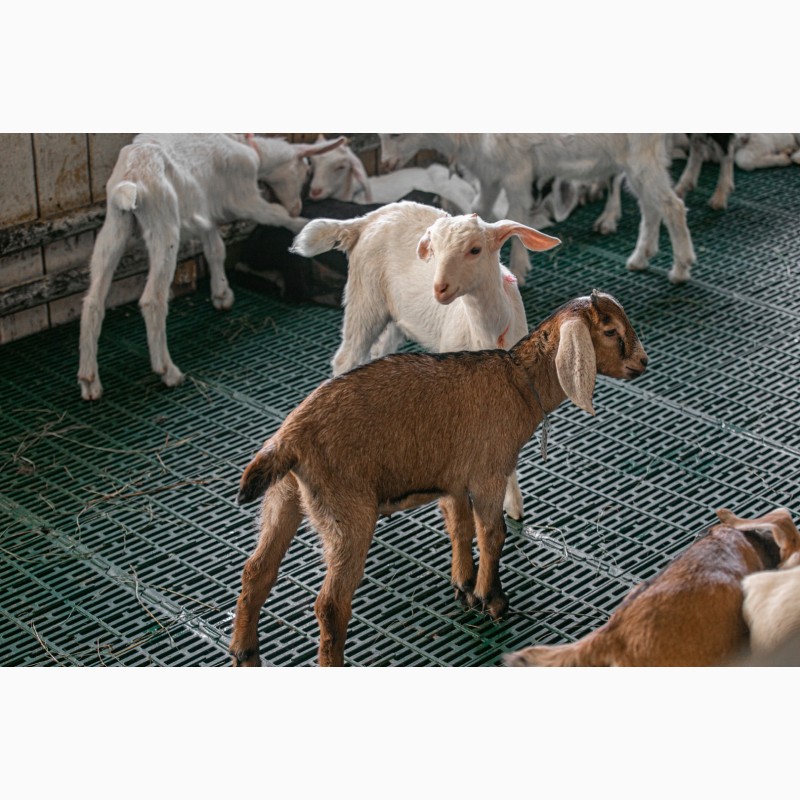 Фото 2. Козлята и козы от заводчика