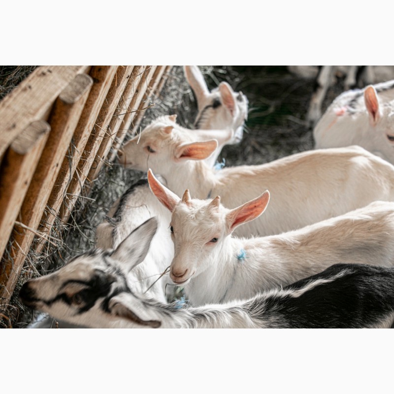 Фото 3. Козлята и козы от заводчика