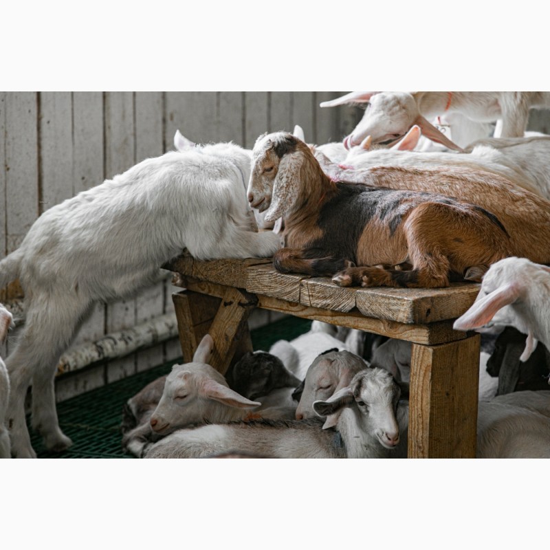 Фото 4. Козлята и козы от заводчика