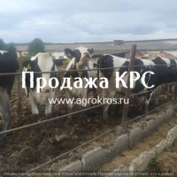 Продажа по России Молочные породы КРС, Продажа племенных нетелей