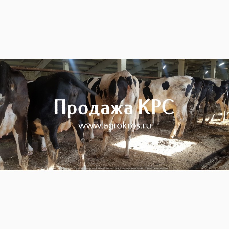 Фото 2. Продажа по России Молочные породы КРС, Продажа племенных нетелей