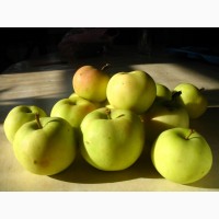 Продам яблоки (разные сорта)