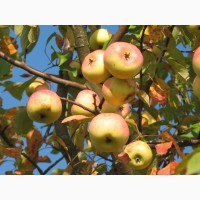 Продам яблоки (разные сорта)