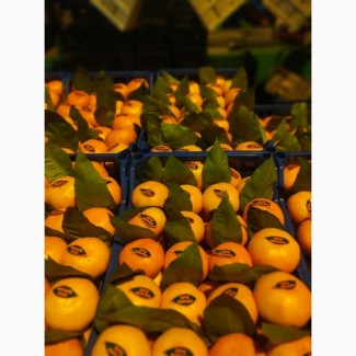 Продам мандарины Satsuma (пр-во Турция)