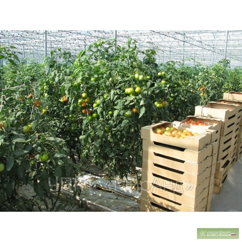 Фото 3. Оптовые поставки тепличных огурцов и томатов,производства РБ