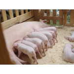 Племрепродуктор реализует молодняк свиней (крупная белая) в возрасте 25-45 дней.