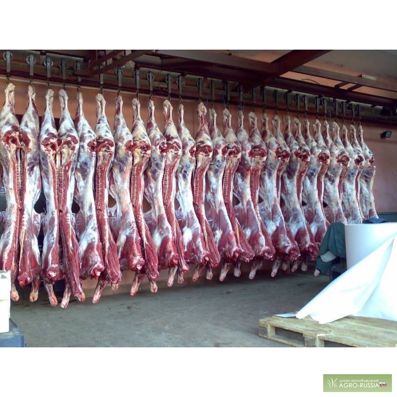 Фото 3. Мясо говядины оптом от 135 руб/кг