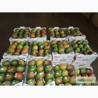 Предлагаем прямые поставки манго из Бразилии
