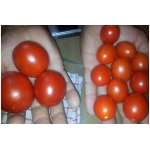 Выращиваю и реализую помидоры сортов солероссо и черри в больших объемах.