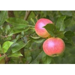 Продам яблоневый сад 482 га