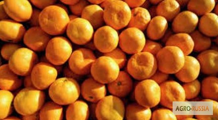 Фото 2. Цитрусовые из Грузии(мандарины, лимоны)
