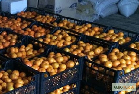 Фото 3. Цитрусовые из Грузии(мандарины, лимоны)