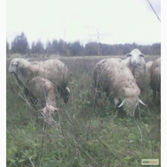 Продадим овец живым весом