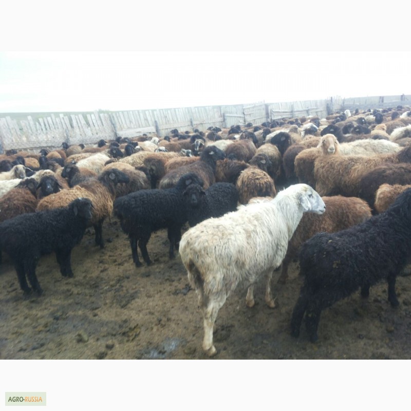 Фото 3. Продадим овец живым весом