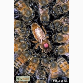 Продам пчел пчелопакеты пчелосемьи