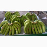 Экспорт бананов из Эквадора
