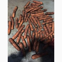 Морковь не мытая Бангор 18-24см в наличии в Санкт-Петербурге