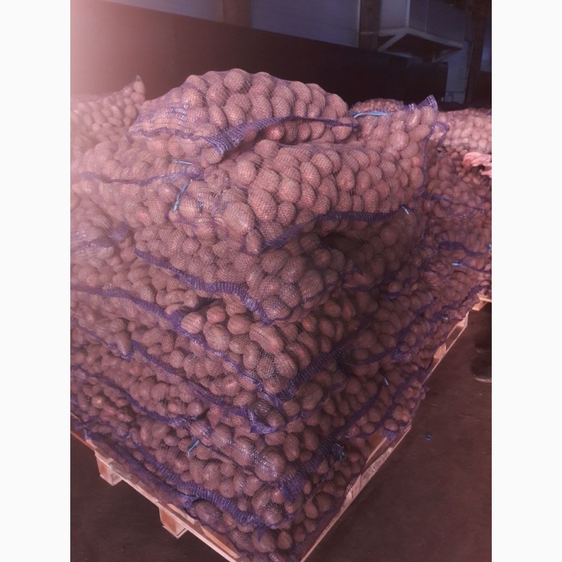 Фото 2. Картофель оптом от производителя 9, 50руб/кг