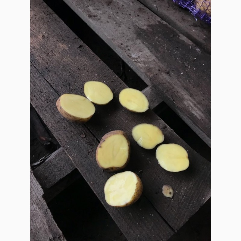 Фото 3. Картофель оптом от производителя 9, 50руб/кг