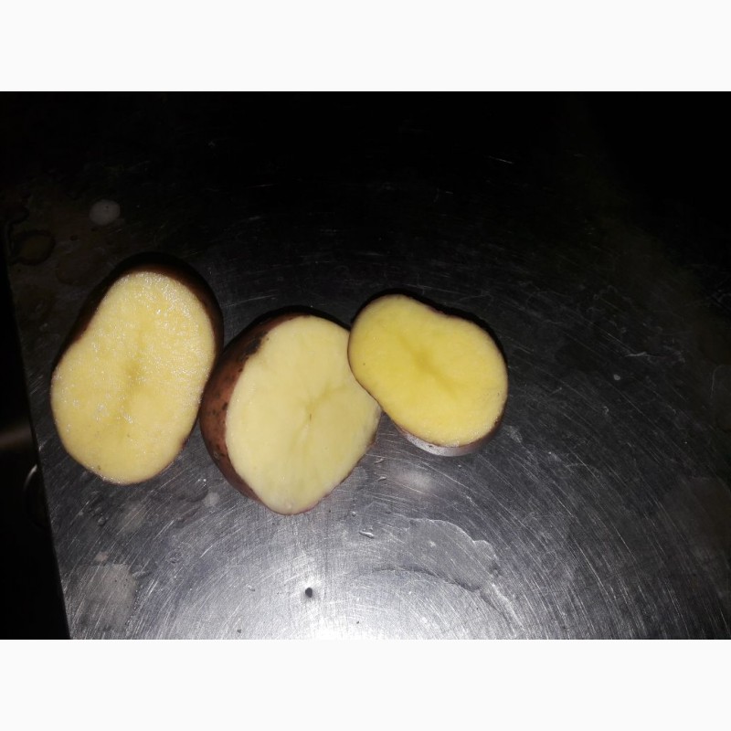Фото 4. Картофель оптом от производителя 9, 50руб/кг