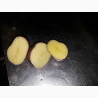 Картофель оптом от производителя 9, 50руб/кг