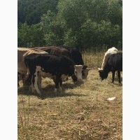 Коровы нетели тёлочки