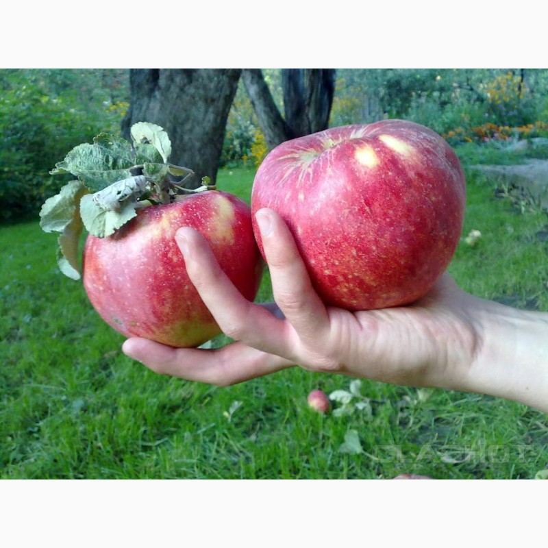 Фото 3. Яблоки 65+ оптом 27 руб/кг. Собственное хозяйство