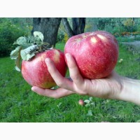Яблоки 65+ оптом 27 руб/кг. Собственное хозяйство