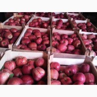 Яблоки 65+ оптом 27 руб/кг. Собственное хозяйство