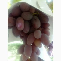 Виноград из Узбекистана контроль качества все сорта
