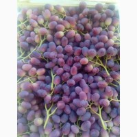 Виноград из Узбекистана контроль качества все сорта