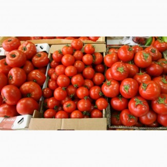 Продаем оптом помидоры сорта Сабина