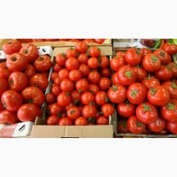 Продаем оптом помидоры сорта Сабина