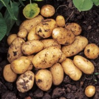 Семенной картофель, сорт Янка, 1 репродукция 17 руб/кг