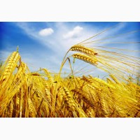 Закупаем подсолнечник, пшеницу, ячмень, сою, люпин, горох, кукурузу, зерно отходы
