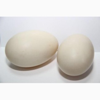 СПК «Птицефабрика Гайская» реализует утиное и гусиное инкубационное яйцо