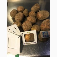 Картофель от производителя оптом, урожай 2019 года, отгрузка от 10 тонн