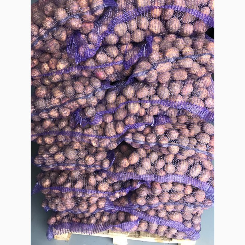 Фото 5. Картофель от производителя оптом, урожай 2019 года, отгрузка от 10 тонн