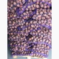 Картофель от производителя оптом, урожай 2019 года, отгрузка от 10 тонн