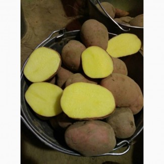 Картофель продовольственный Винетта, Беллароза, Невский