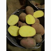 Картофель продовольственный Винетта, Беллароза, Невский