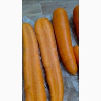 Морковь оптом на прямую от производителя