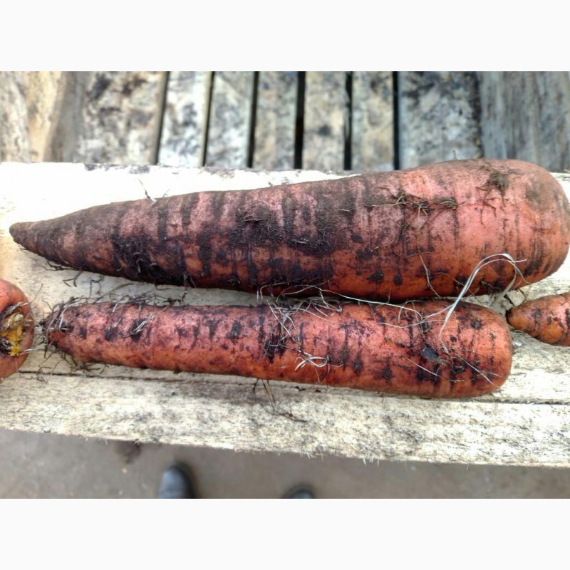 Фото 2. Морковь оптом на прямую от производителя