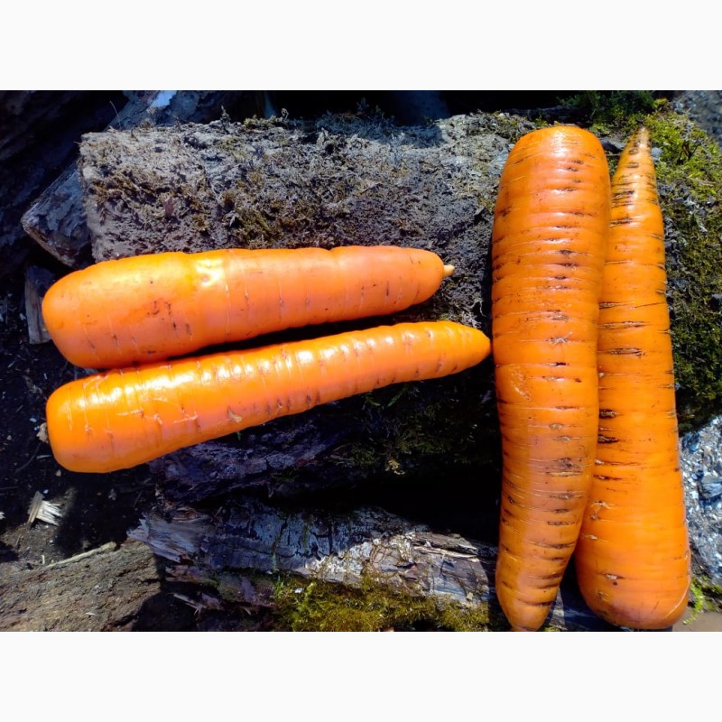Фото 3. Морковь оптом на прямую от производителя
