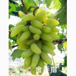Саженцы винограда и фруктовых деревьев из Китая