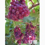 Саженцы винограда и фруктовых деревьев из Китая