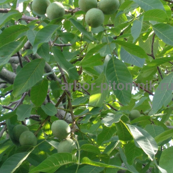 Фото 2. Крупномеры и саженцев деревьев грецкого ореха