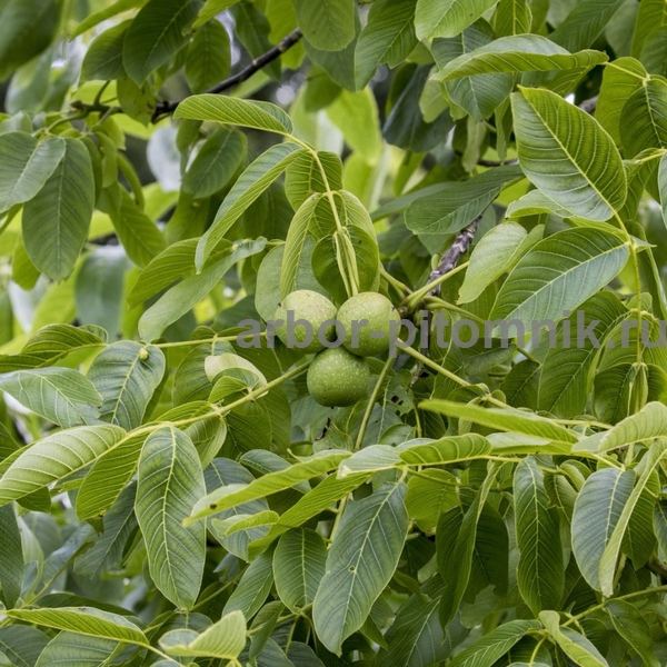Фото 5. Крупномеры и саженцев деревьев грецкого ореха