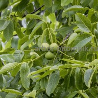 Крупномеры и саженцев деревьев грецкого ореха